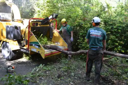 tree services Forest Meadows